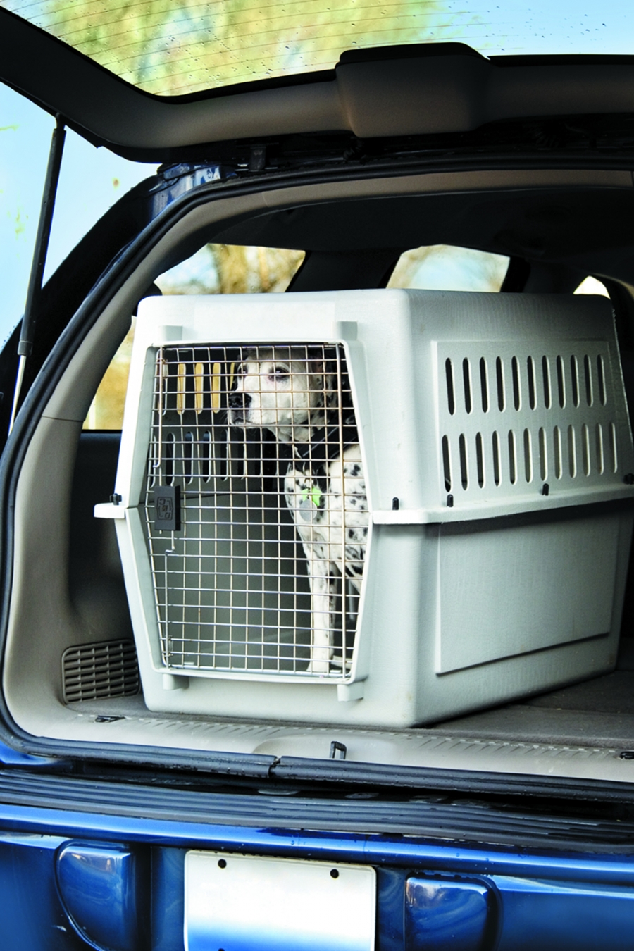 Managing Road Trips With Pets in Tow | Travel Dreamz Travel Agent