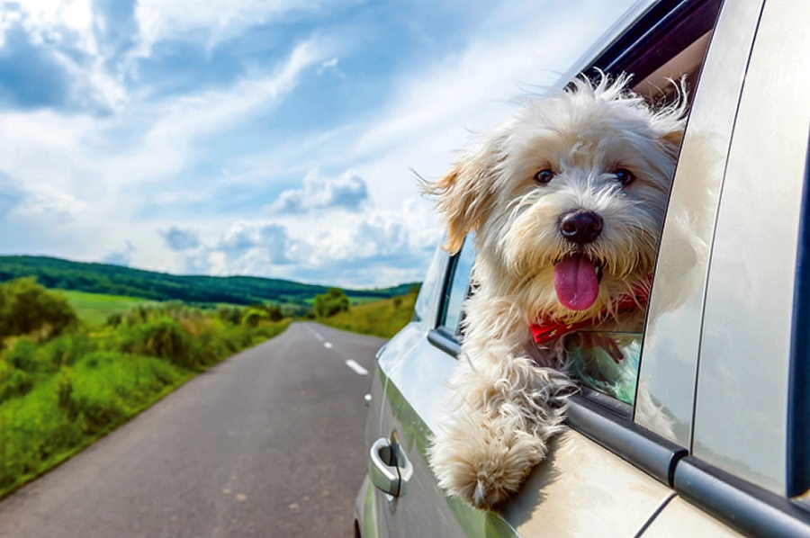Safety First when Traveling with Pets | Travel Dreamz Travel Agent
