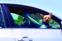 Tips for Traveling with Pets | Travel Dreamz Travel Agent