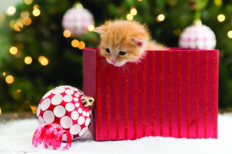 Things to Consider Before Giving Pets as Gifts | Travel Dreamz Travel Agent